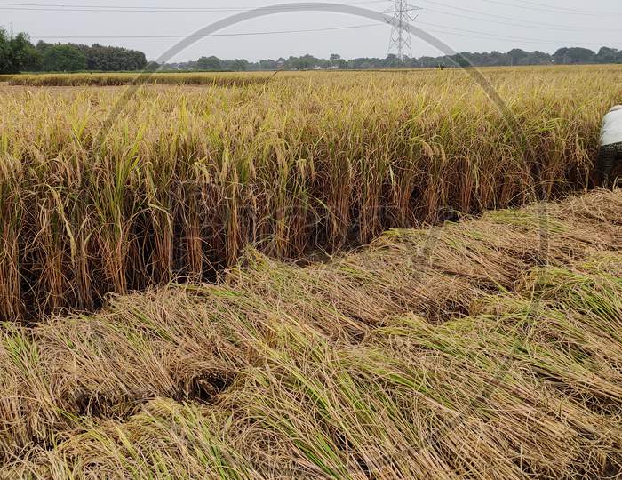 Paddy crop field
