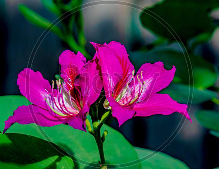Bauhinia variegata is a species of flower found in India