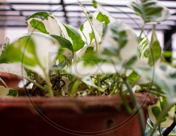 image-of-topview-of-money-plant-in-a-pot-epipremnum-aureum-pinnatum-or