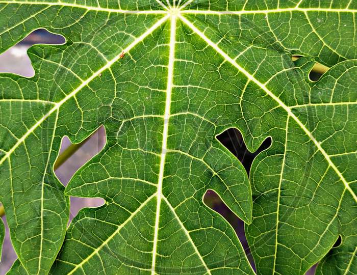 Papaya leaf