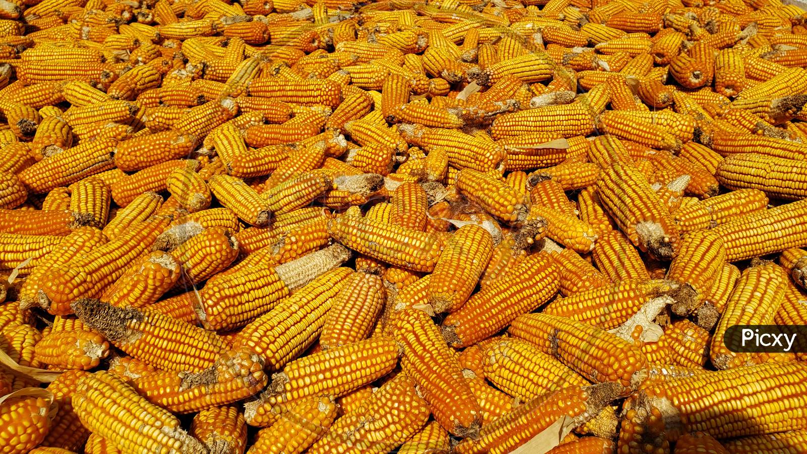 Corn in the market