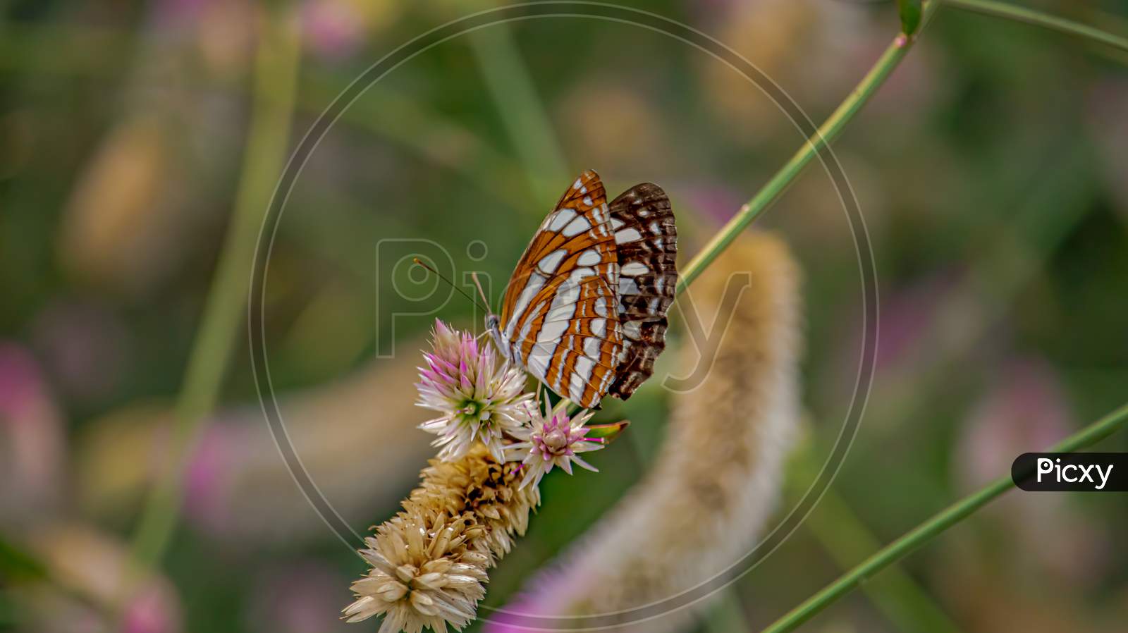 Butterfly in sitting flower