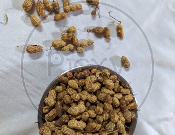 Arachis hypogaea plant nut peanut in indian village