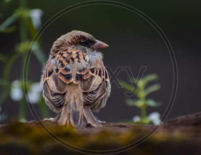 A Angry Sparrow