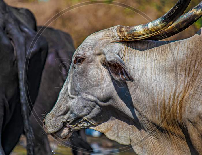 buffalo Buffalo head shot. Seen in India