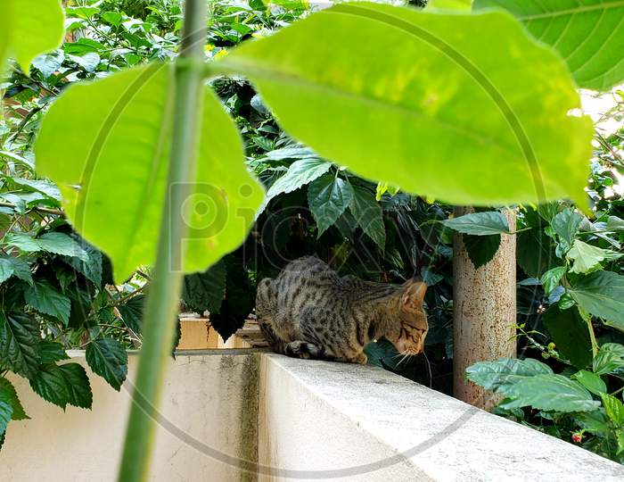 Domestic cat in the garden