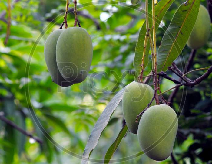 Mangoes Hanging From The Branches Of A Tree
