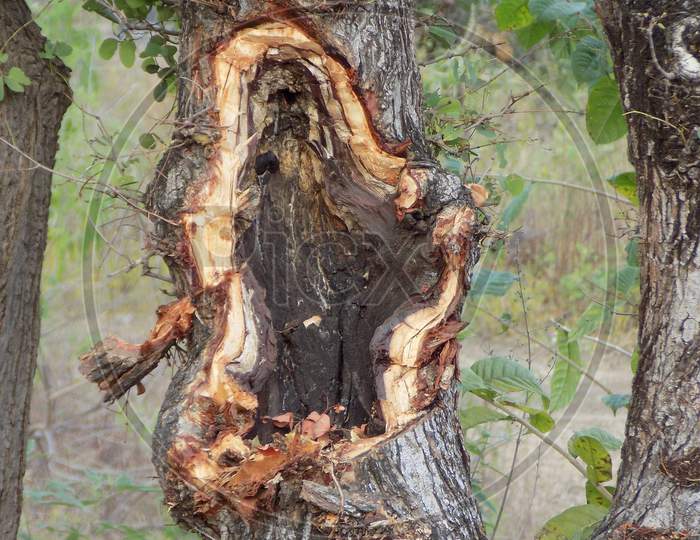 Tree natural cut