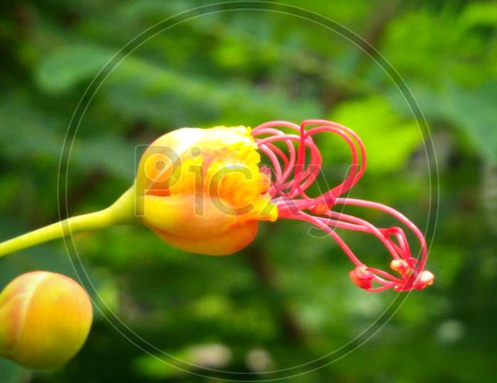 Yellow-orange flower Bud