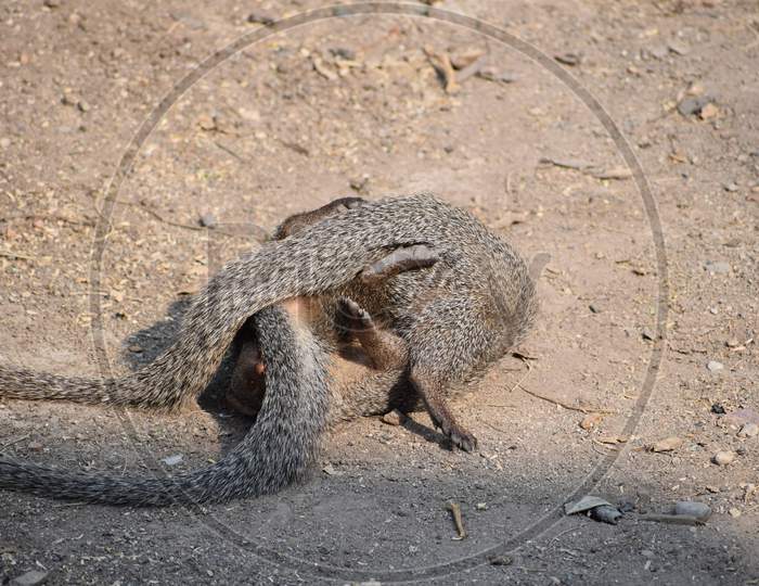 Battle of the mongoose