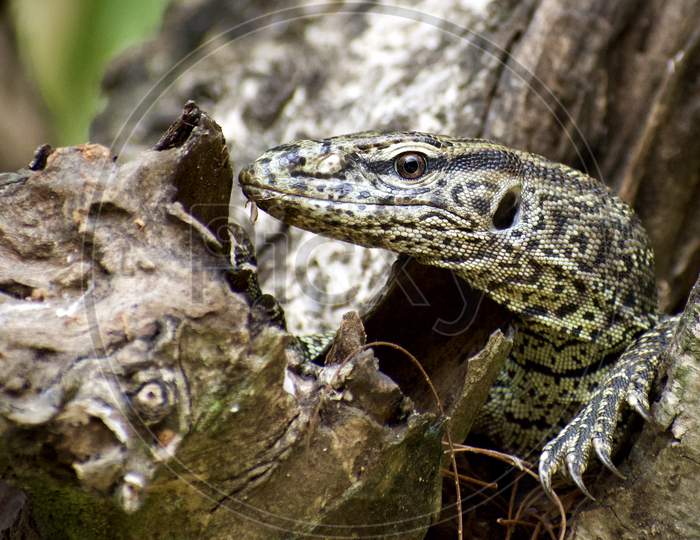 monitor lizard peeping out from tree hollow