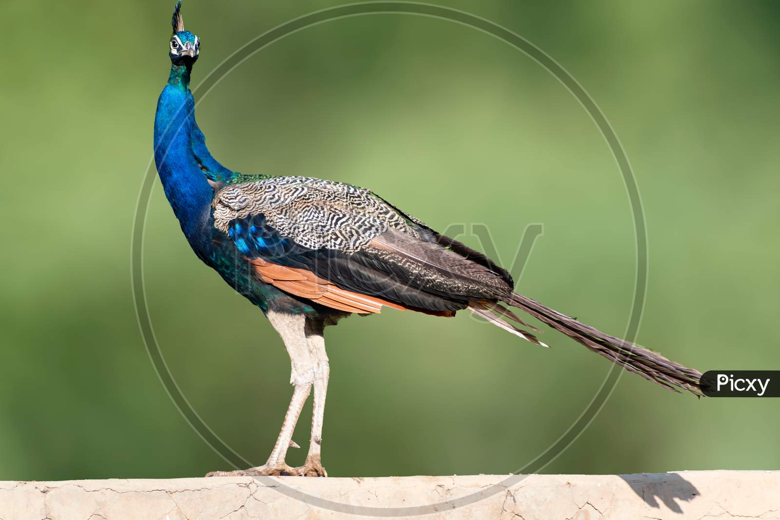 The Aesthetic Peafowl or Peacock.