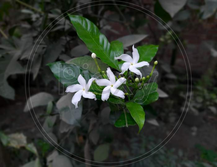 White Flower image in Leaf,Flower tree ,Background Blur, Selective Focus