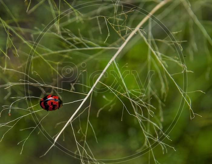 A colorful ladybug insect in a bush.