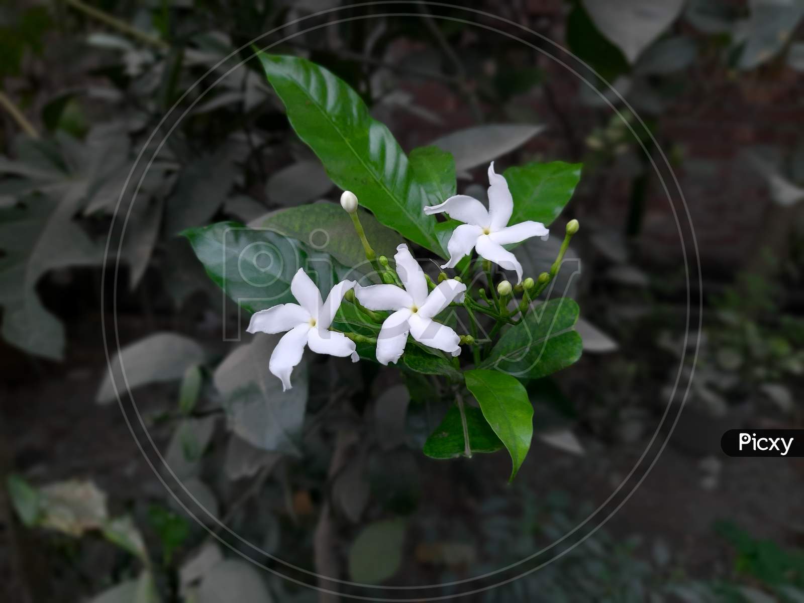 White Flower image in Leaf,Flower tree ,Background Blur, Selective Focus