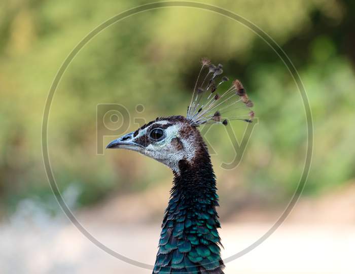 The Aesthetic Peafowl or Peacock.