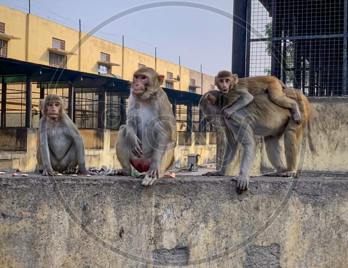 Group of monkeys