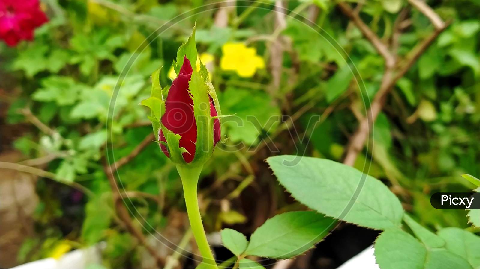 Red rose bud