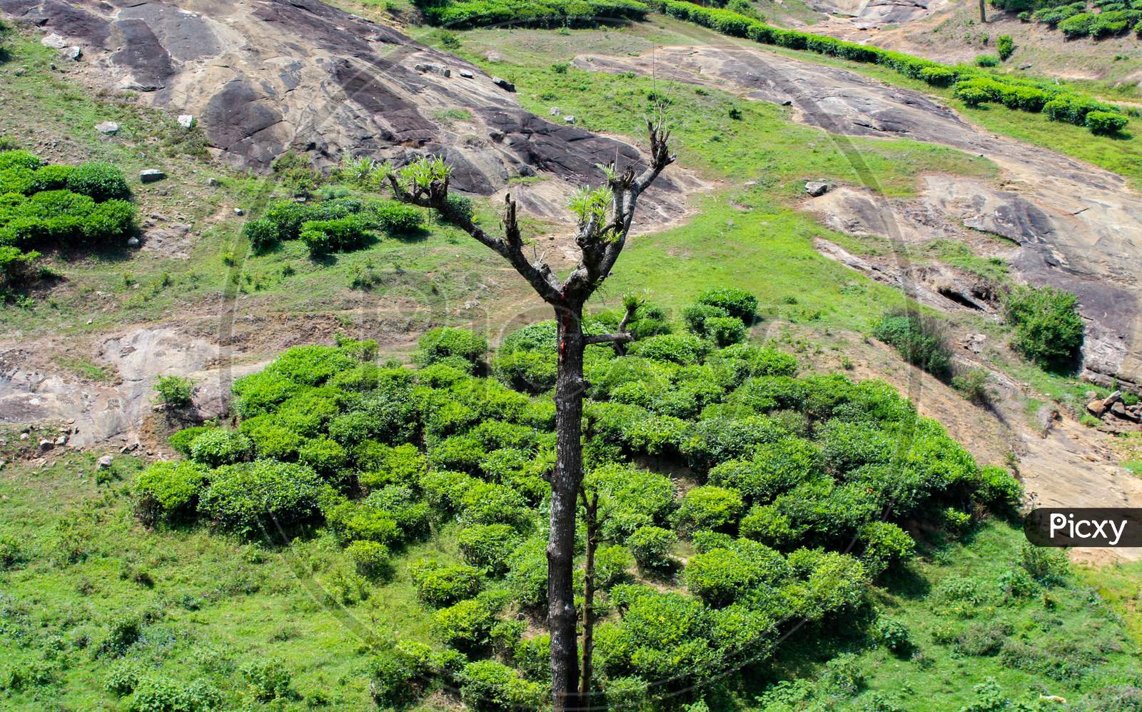 A dying tree near the tea plantations!