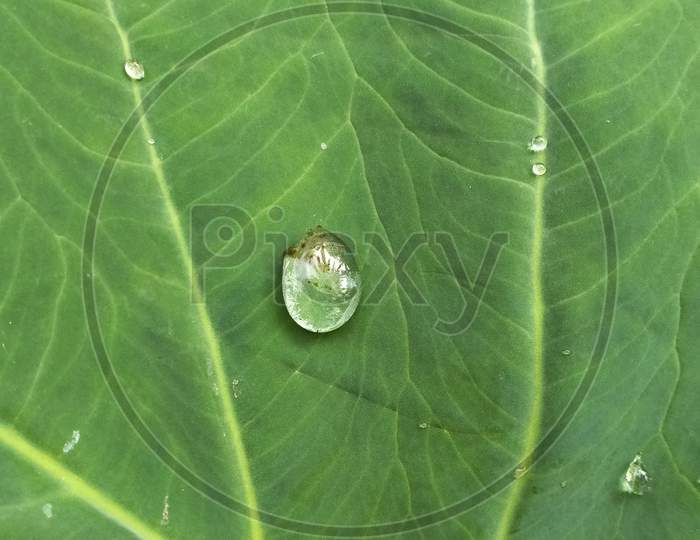 Water-drop on leaf