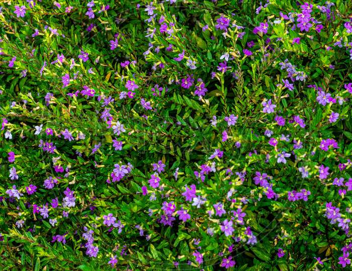 Purple tiny flower lawn