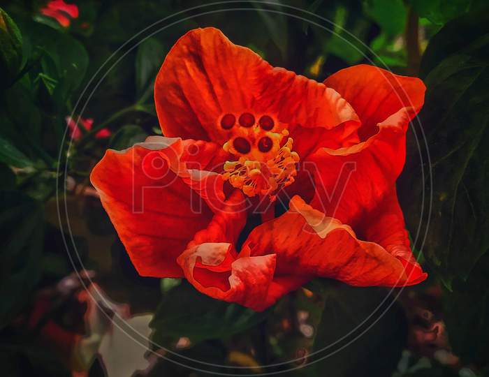 orange hibiscus flower in garden