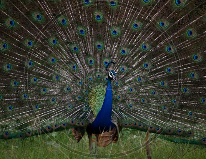 Peacock In Garden