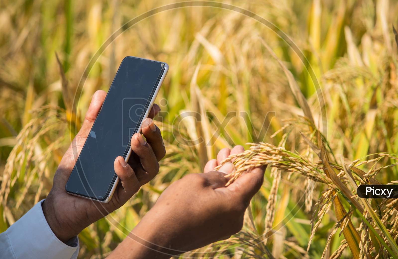 Close Up Of Farmer Hands Checking The Crop Yield And Pests By Using Mobile Phone - Concept Of Farmer Using Smartphone Technology And Internet In Agriculture Farmland.
