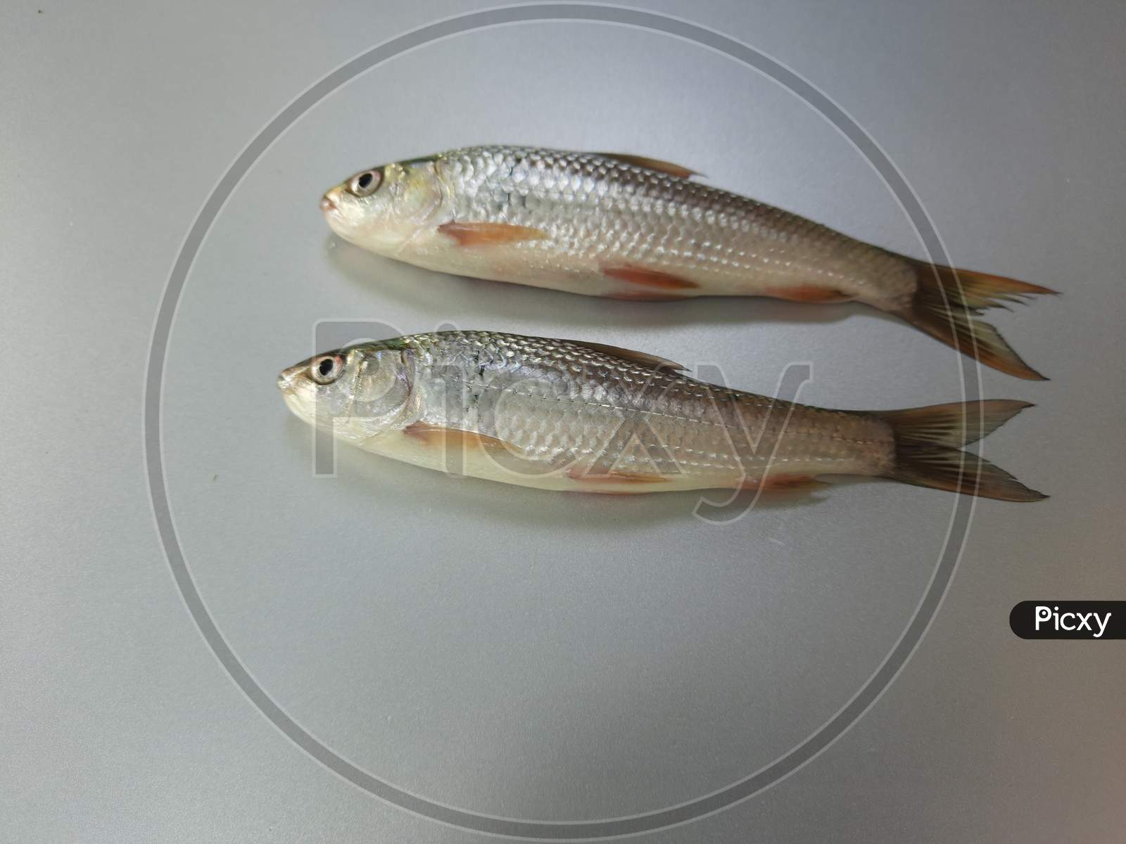 Small white Fish image in white Background, Two Fish image, Background