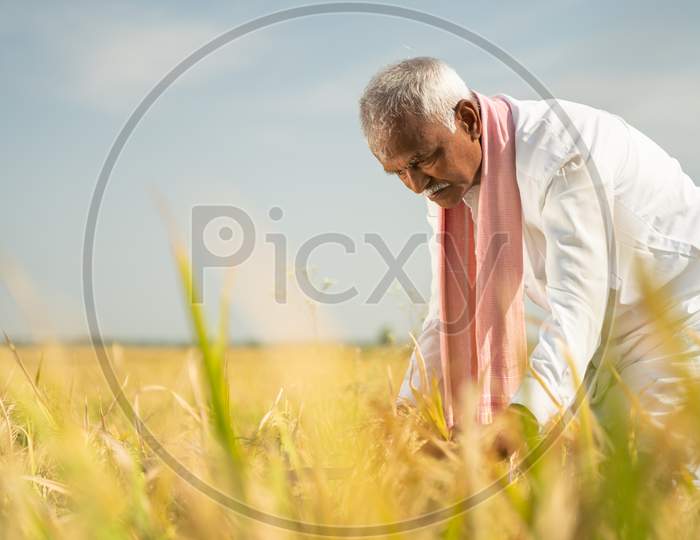 Farmer Busy Working On Paddy Field During Hot Sunny Day - Rural Lifestyle Of India During Harvesting Season.