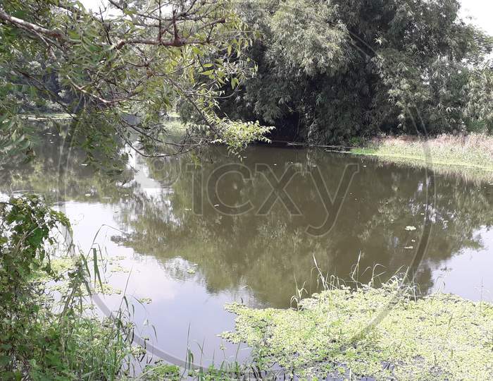 Pond,Lake,countryside pond,large pond,trees,grass,Sunlight reflection
