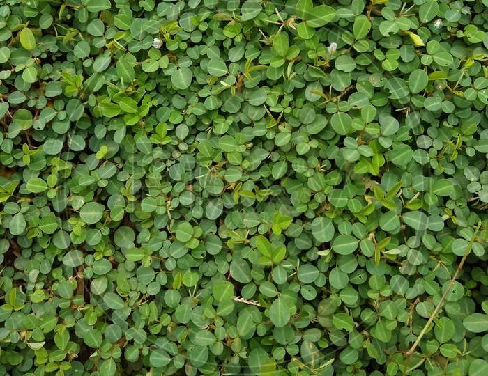 creeping tick trefoil (Grona triflora), green leaf bed