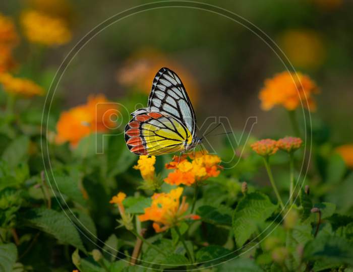 Beautiful butterfly on marigold flowers