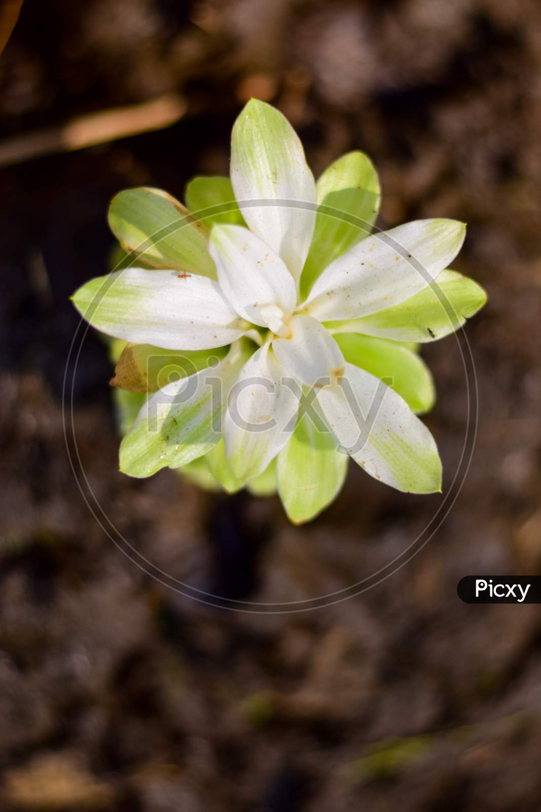 Image Of Domestica Hidden Lily Ginger Plant Curcuma Sp Vy Picxy