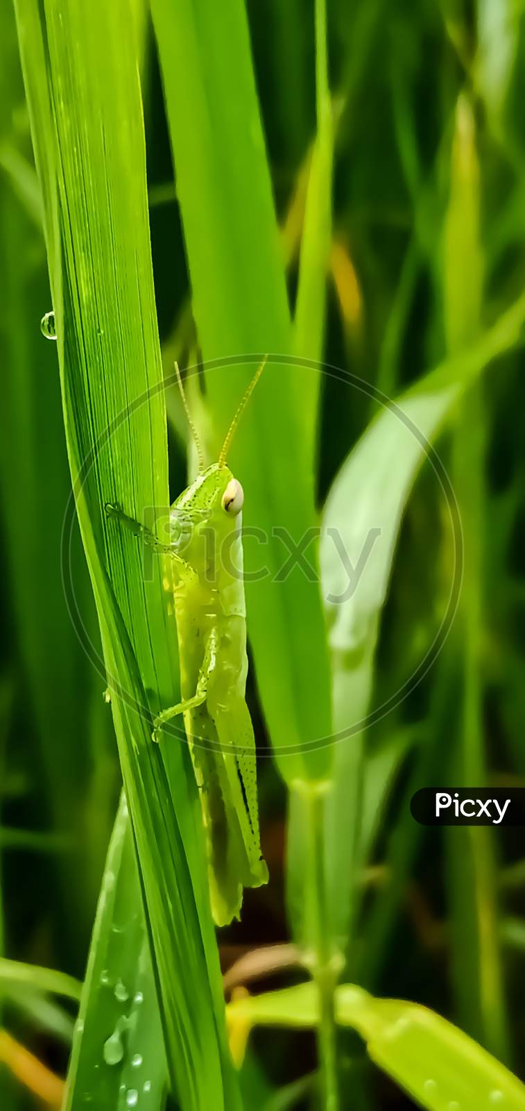 Green insect grasshopper