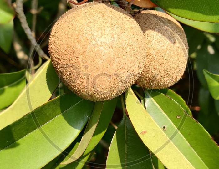 Chikoo - sapodilla fruit