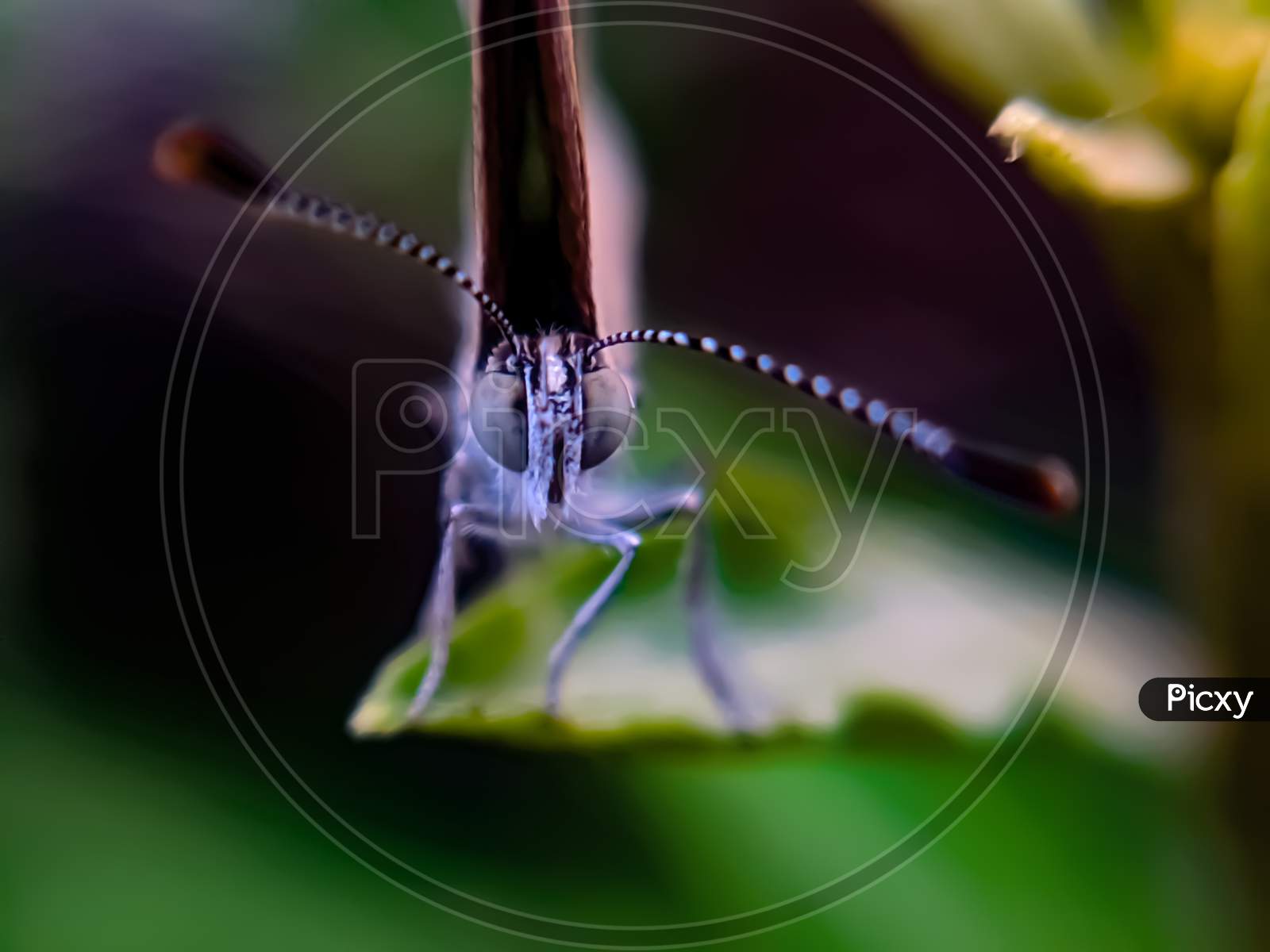 Zizula hylax species butterfly on leaf Tiny grass blue insect garden butterfly