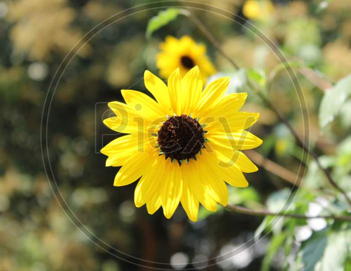 Helianthus, Common Sunflower Hanging On The Tree With Blurred Background.
