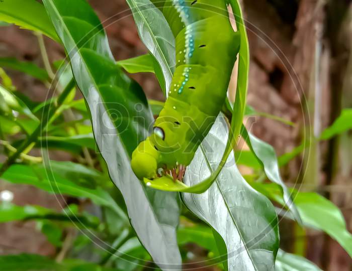 Green larvae eating green leave