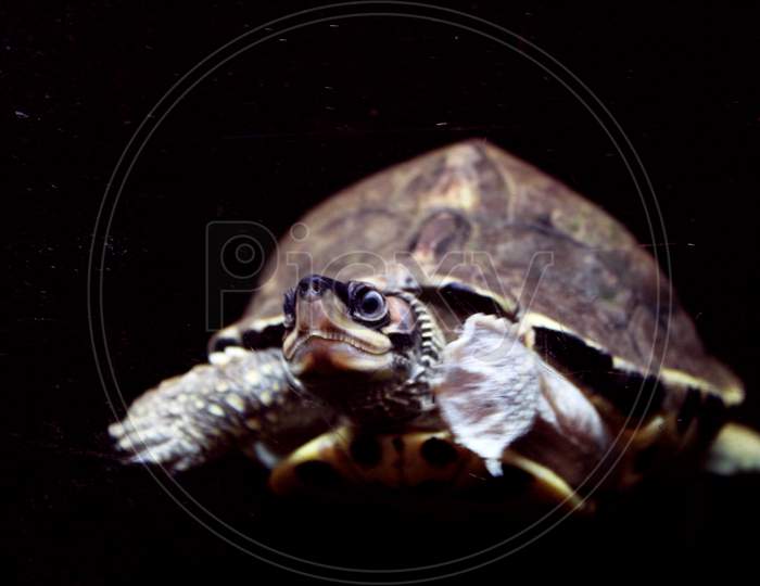 Cute turtle swimming in the dark water