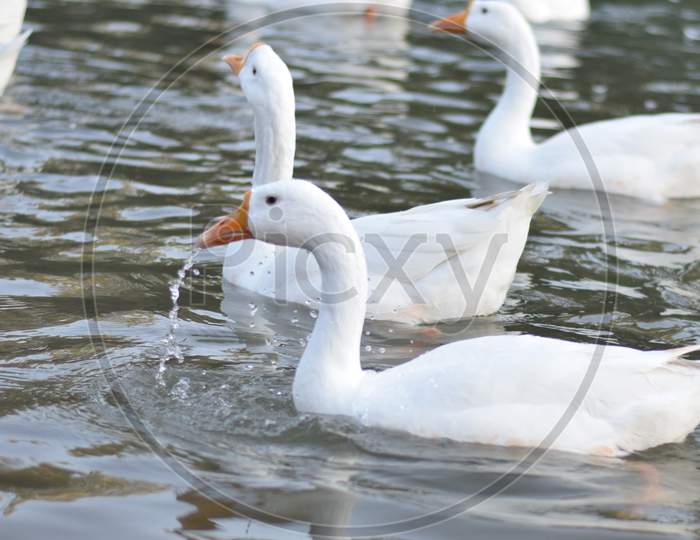 Goose drinking water