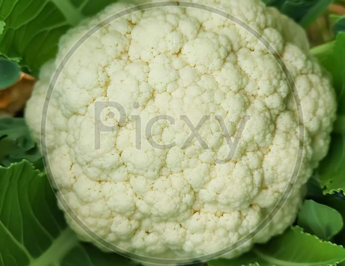 Cauliflower Fresh Organic Vegetable