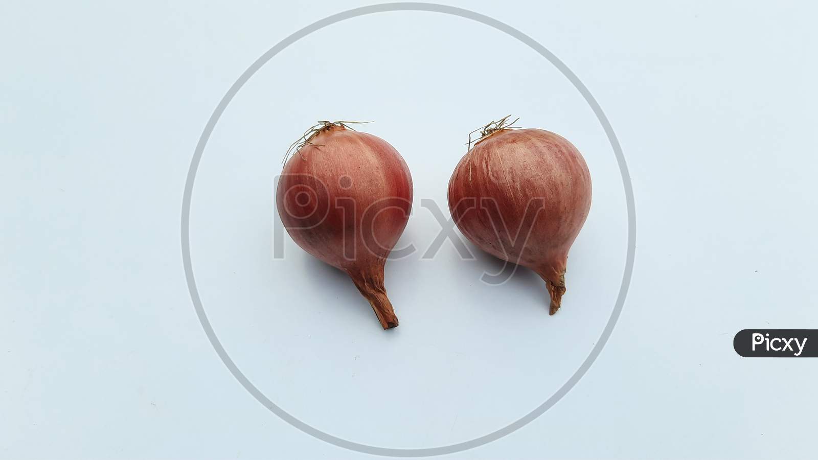 Two Onions image in white Background, Onions image,Selective Focus
