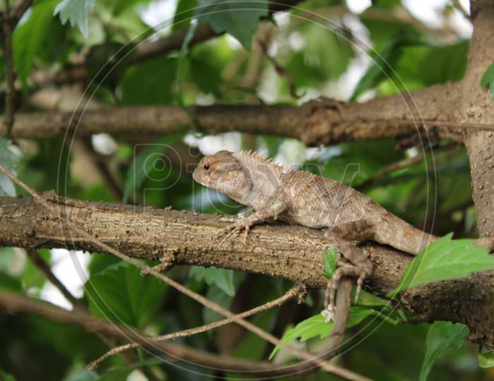 Chameleon, Eastern Garden Lizard Walking On The Tree With Blurred Background.