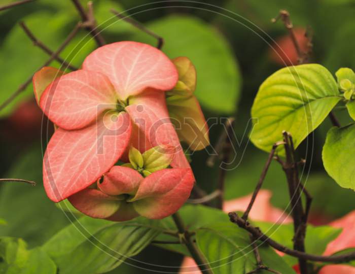 Beautiful tropical mussaenda flower in Rainy season