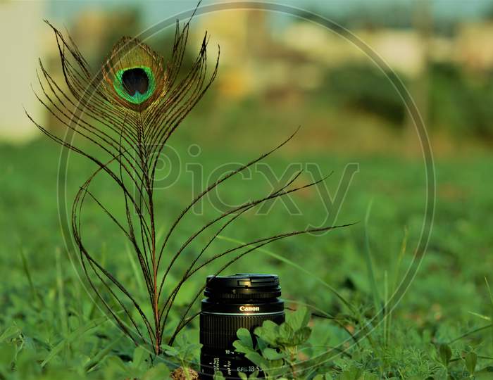 peacock wing with camera lens