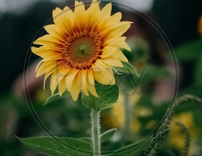 The beautiful Sun flower