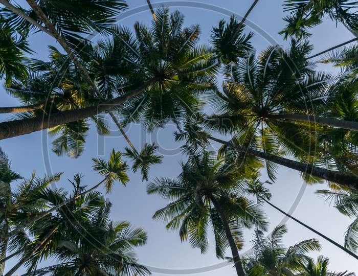 Panoramic View Of Tall Coconut Trees From Below Against The Blue Sky In India