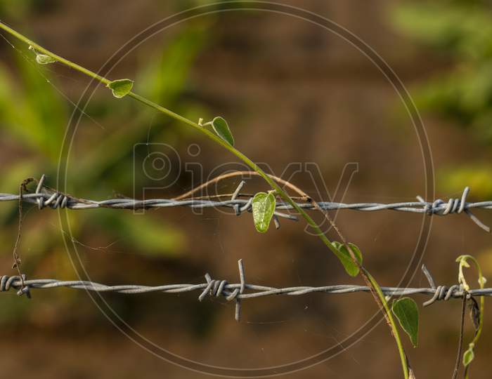 Green Branch And Leaves Hanging Around Metal Wire