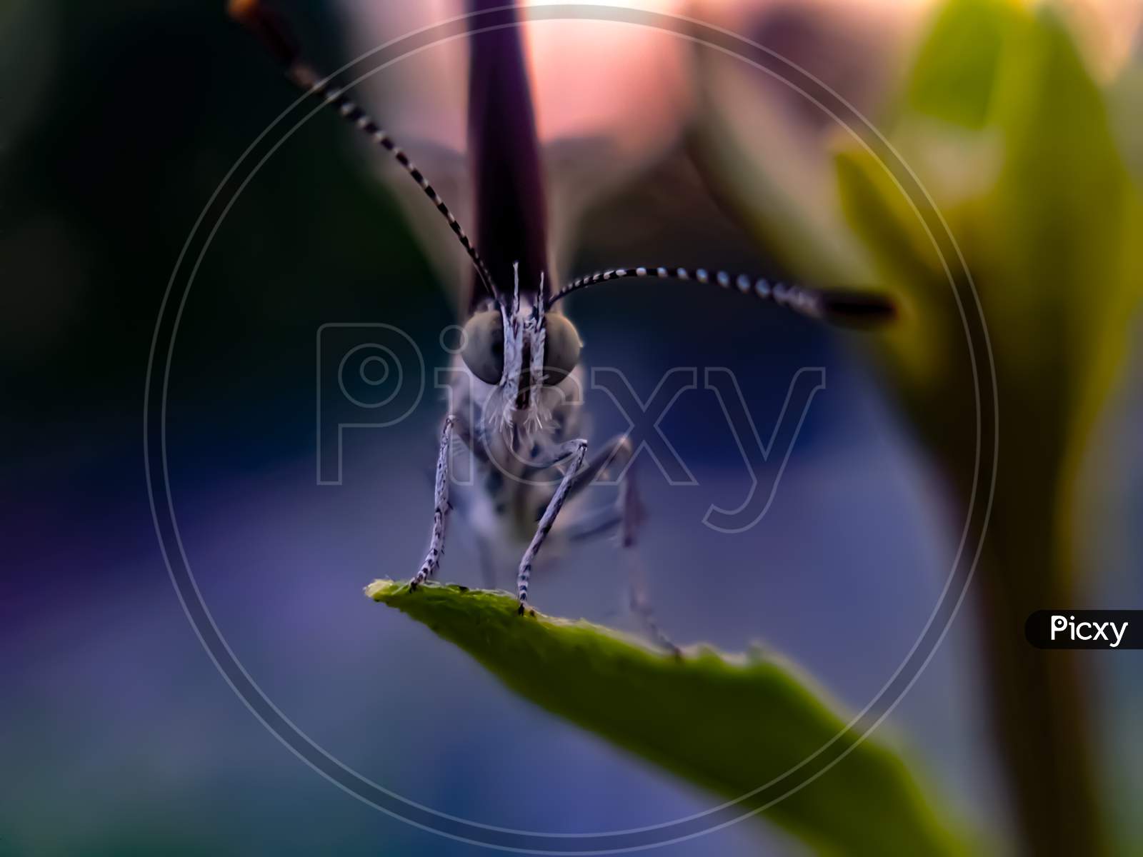Zizula hylax species butterfly on leaf Tiny grass blue insect garden butterfly